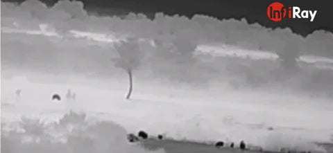 How Does the Thermal Camera Help with Farm Protection?